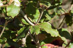 Dogtongue buckwheat